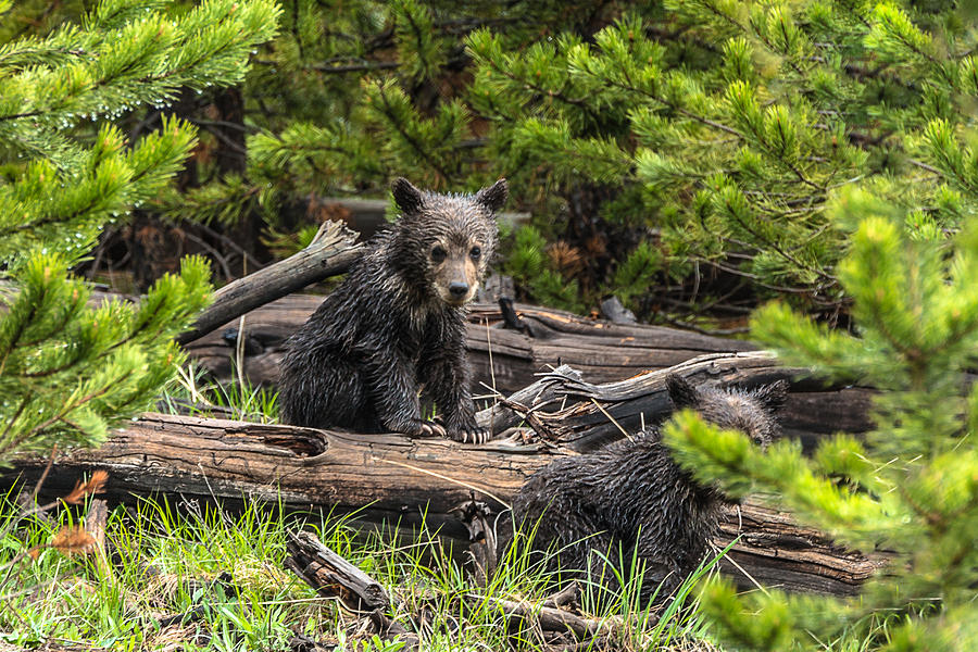 Grizzly Bear Cubs In Rain Photograph by Yeates Photography