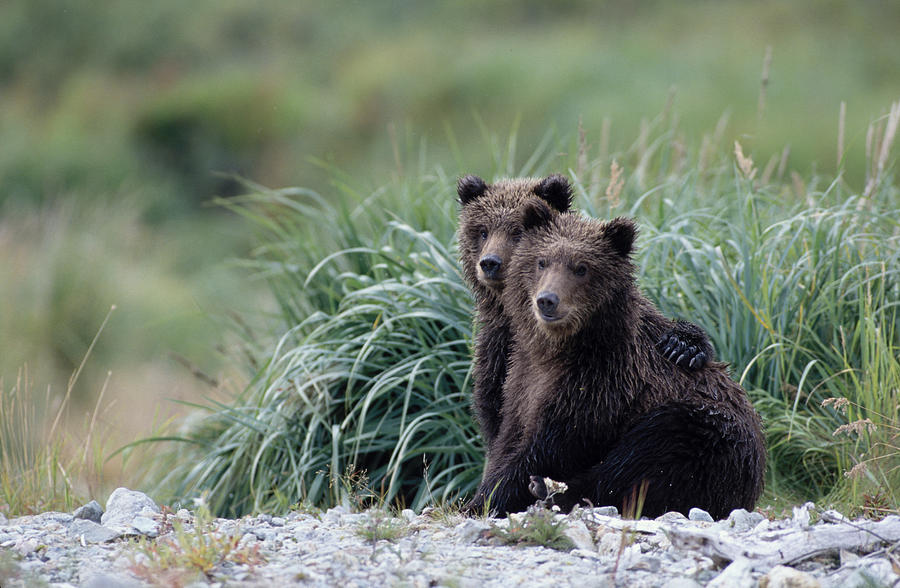 Grizzly Bear Cubs Waiting Photograph By Steven J Kazlowski Ghg 