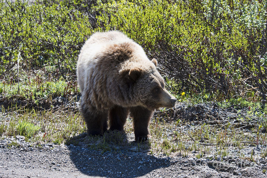 Grizzly Bear Photograph by David Arment