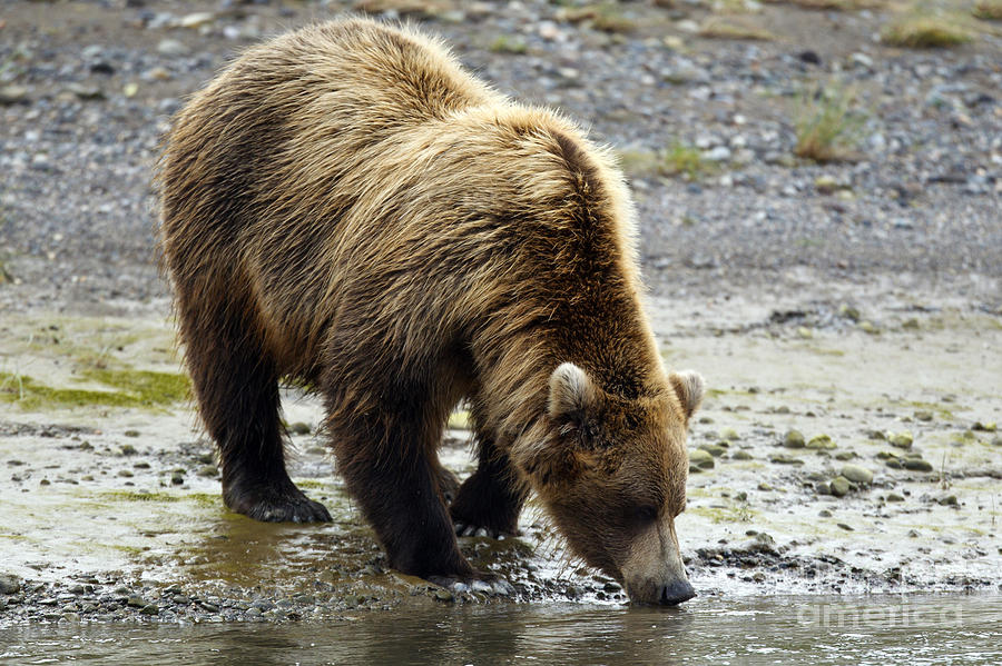 Grizzly Bear Drinking Water Lake Clark National Park Photograph by