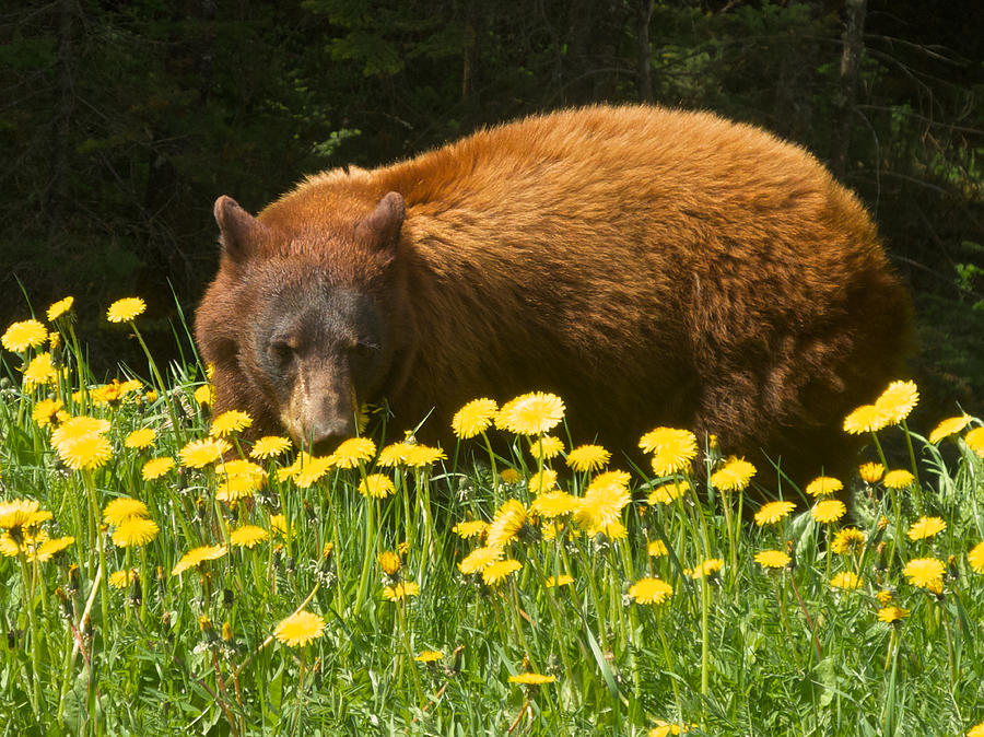 Grizzly Bear Eating Dandelions near Road through Kootenay National Park, British Columbia, Canada Photograph by Ruth Hager