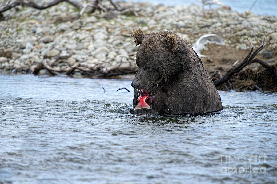 Brown Bear Eating Salmon Photograph by Dan Friend