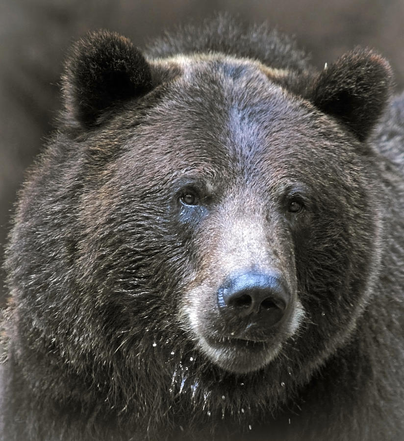 Bear Photograph - Grizzly Bear by Elaine Malott