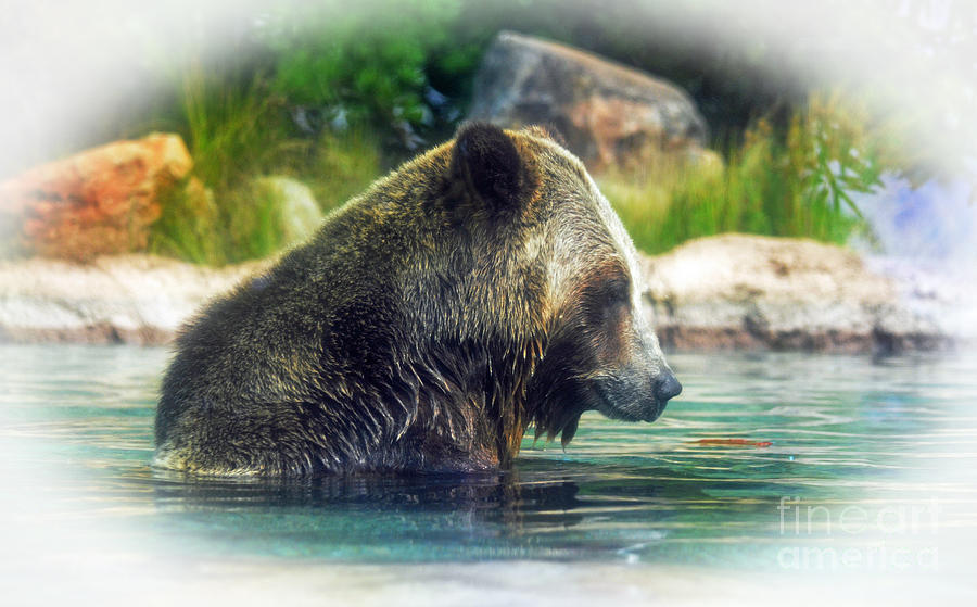 Grizzly Bear Enjoying a Dip in the Water Fade to White Version Photograph by Jim Fitzpatrick
