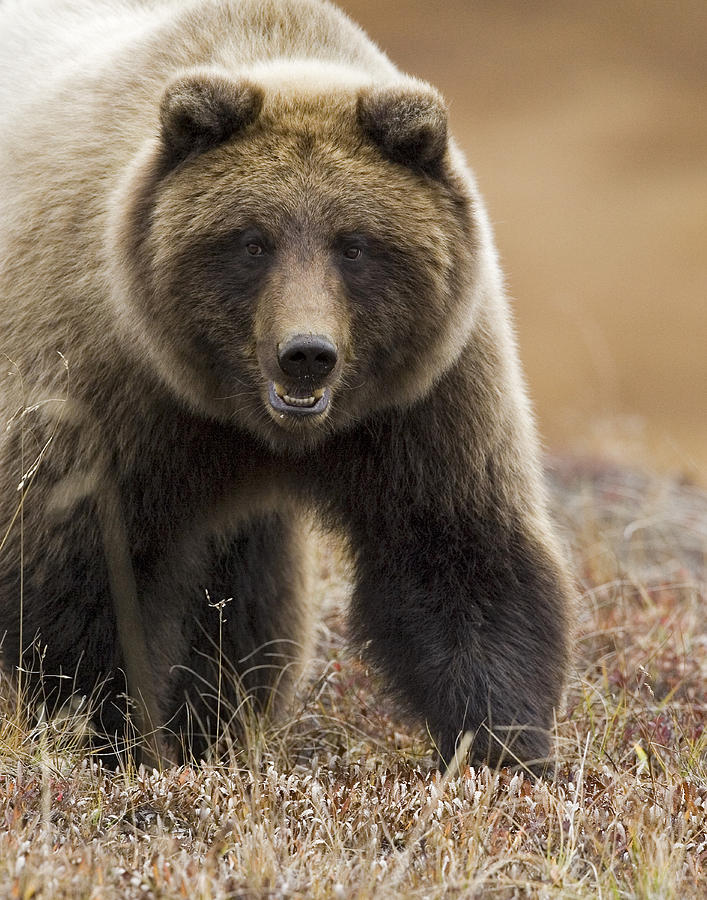 Grizzly Bear- Eye To Eye by Tim Grams