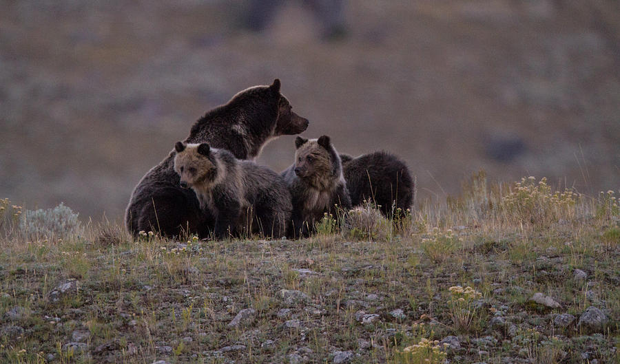Yellowstone National Park Photograph - Grizzly Bear Family by Mark Andrews