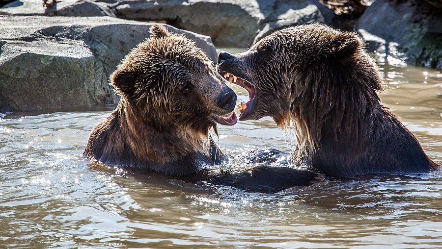 Grizzly Bear Fight Photograph By Jason Ralston - Fine Art America