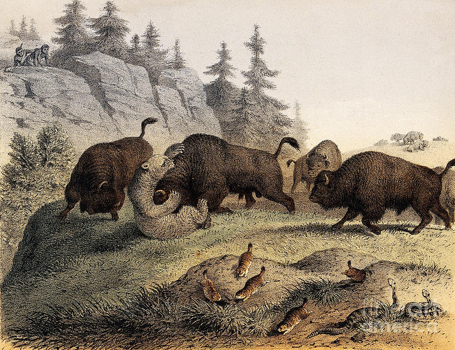 Grizzly Bear Fighting With Bisons, 19th Photograph by Wellcome Images ...