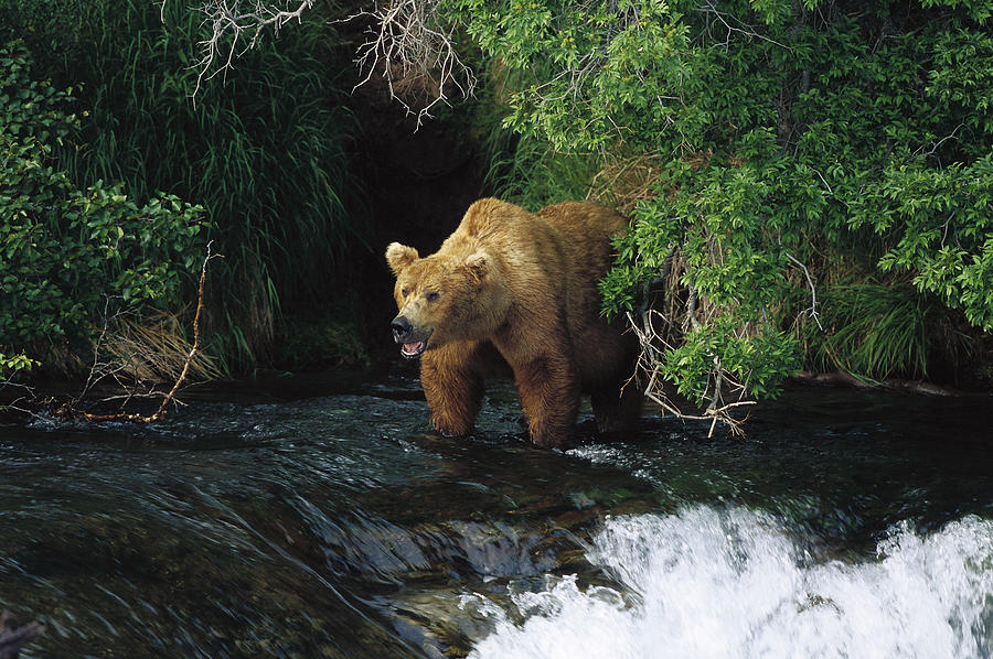 Grizzly Bear Fishing Brooks River Falls Photograph by Konrad Wothe
