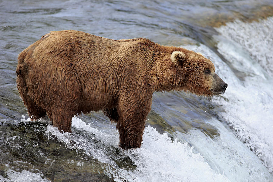 Bear Photograph - Grizzly Bear Fishing For Salmon #1 by Jurgen and Christine Sohns