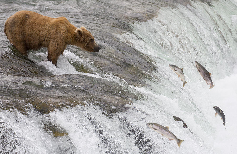 Grizzly Bear Fishing For Sockeye Salmon Photograph by Matthais Breiter