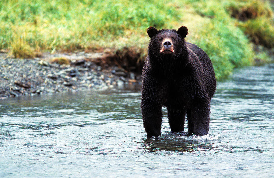 Grizzly Bear Fishing Photograph by Greg Ochocki