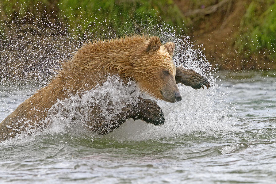 Grizzly Bear Fishing Photograph by M. Watson