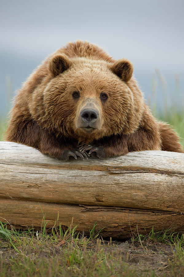 Katmai National Park Photograph - Grizzly Bear, Hallo Bay, Katmai by WorldFoto