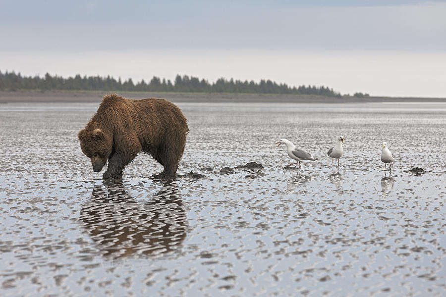Grizzly Bear Hunting Clams Lake Clark Photograph by Ingo Arndt