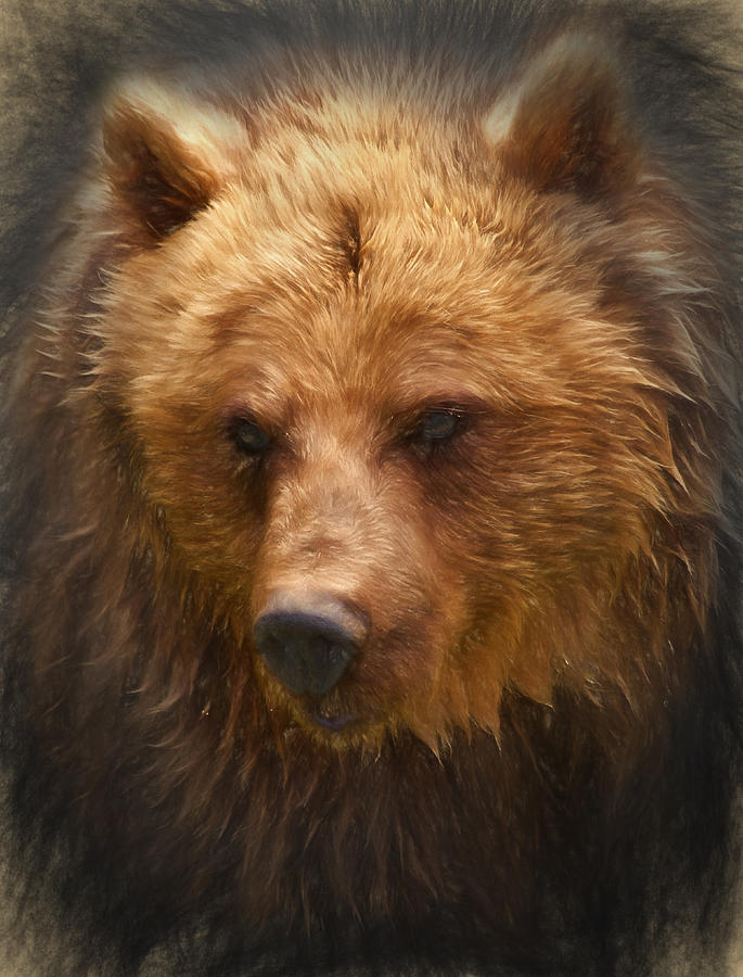 Grizzly Bear Digital Art By Ian Merton Fine Art America
