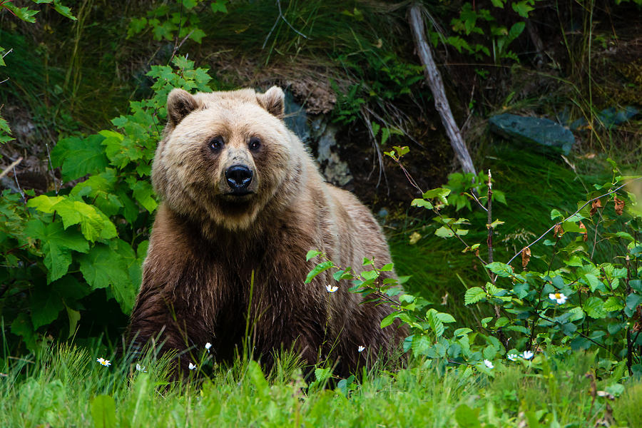 Grizzly Bear Photograph by Ian Stotesbury - Fine Art America