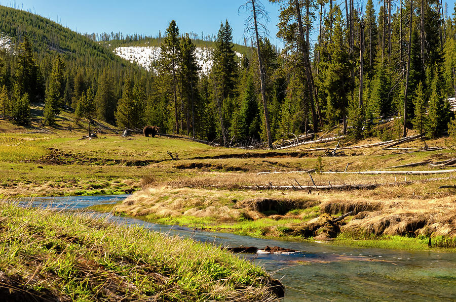 Grizzly Bear In A Forest Landscape Photograph by Donald A Higgs