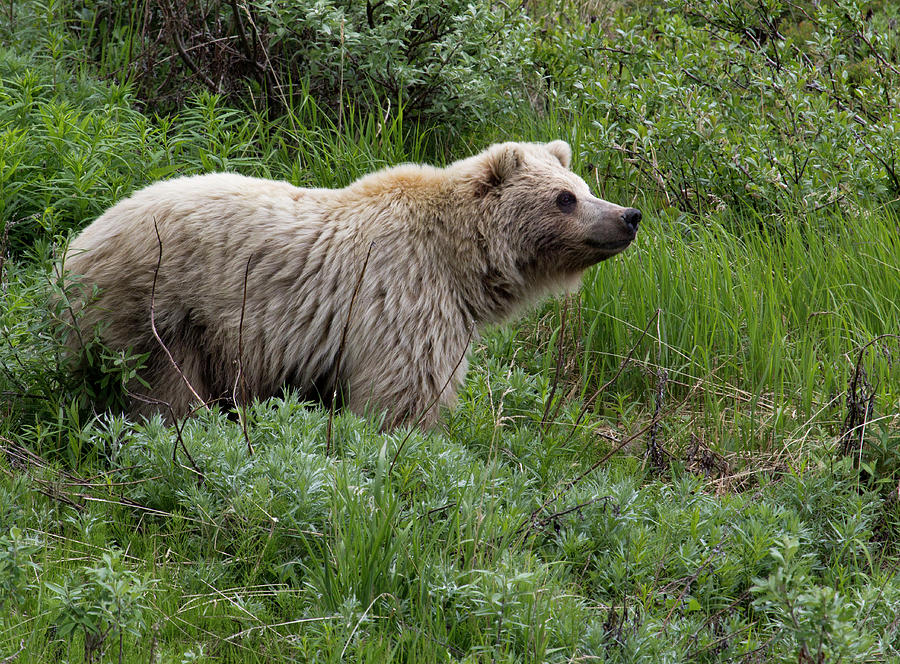 Grizzly Bear In Denali National Park Photograph By Barbara Eckstein ...