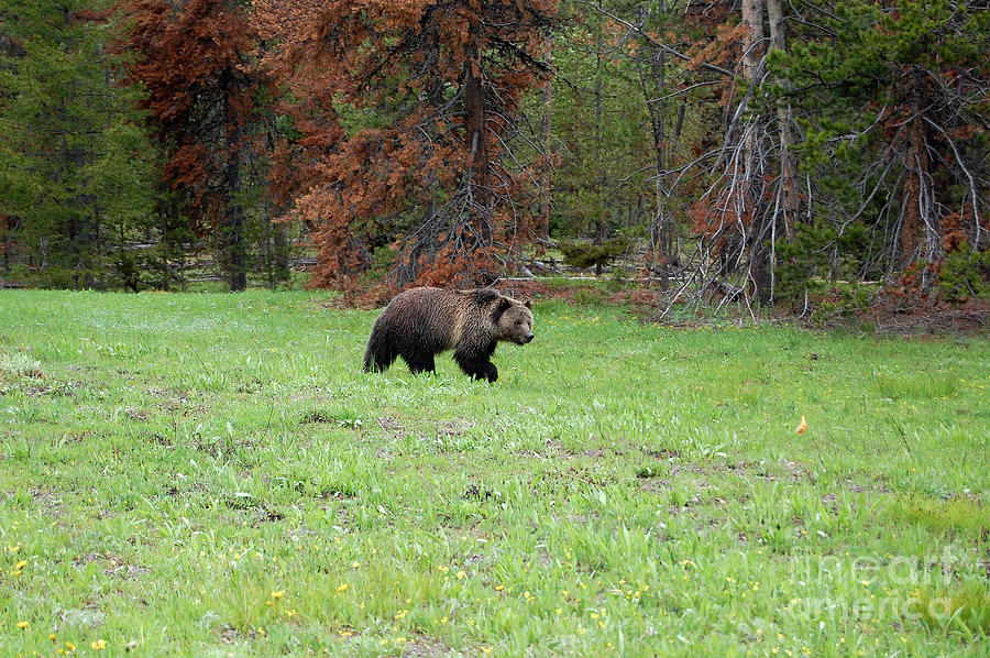 Grand Teton National Park Photograph - Grizzly Bear in Grand Teton National Park by Shawn OBrien