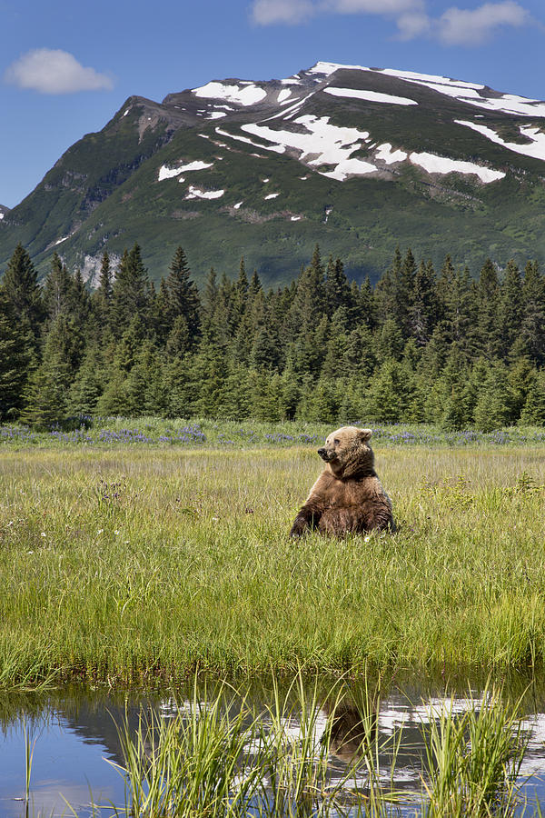 Grizzly Bear In Meadow Lake Clark Np Photograph by Richard Garvey-Williams