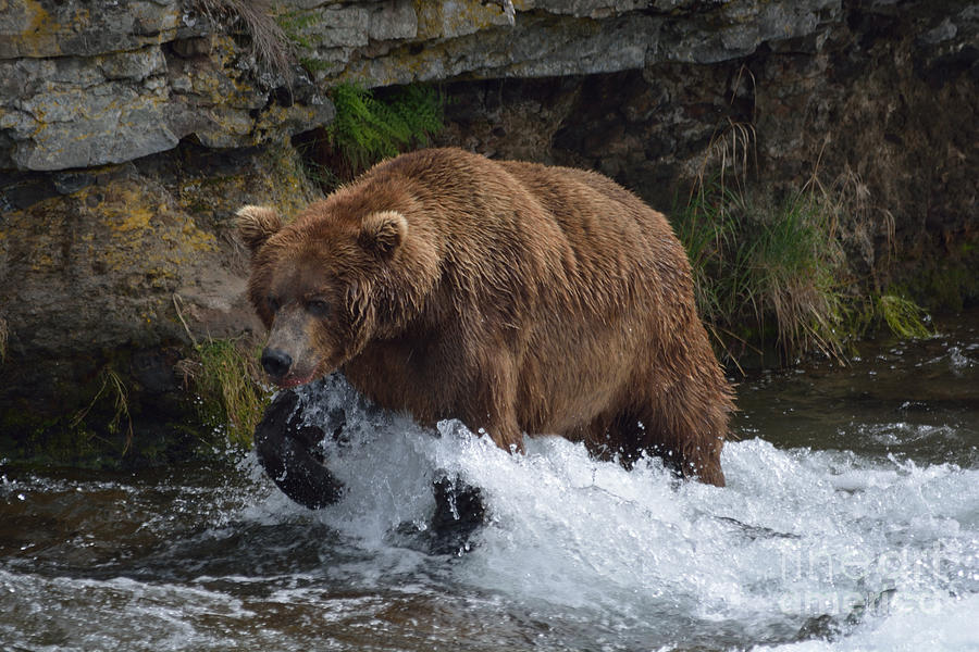 Mountain Photograph - Grizzly Bear in Motion by Patricia Twardzik