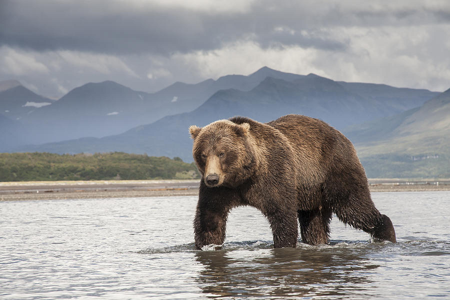 Grizzly Bear In River Katmai Np Alaska Photograph by Matthias  Breiter