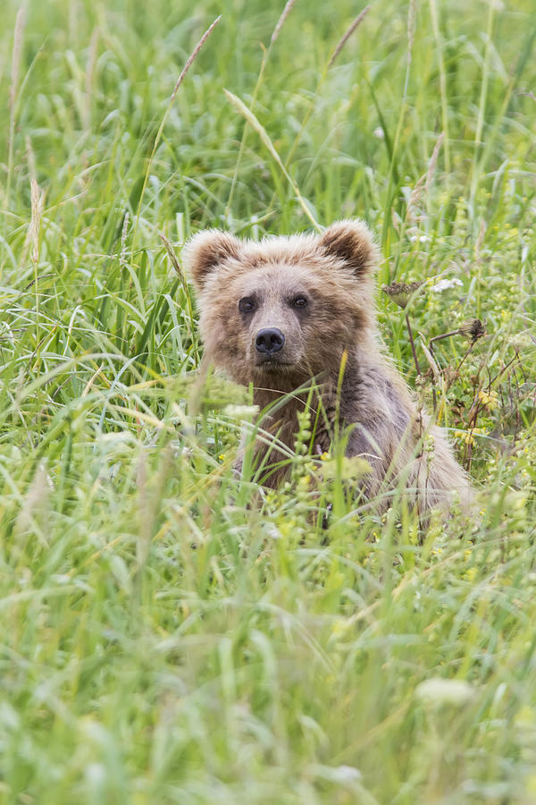 Grizzly Bear In Sedge Grass Near Photograph by Lynn Wegener