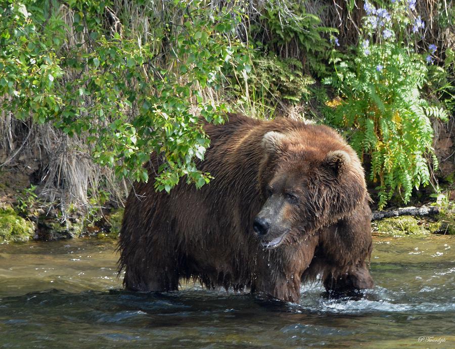 Grizzly Bear In The Greens Photograph by Patricia Twardzik