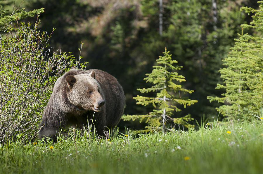 Grizzly Bear in the Spring Photograph by Bill Cubitt