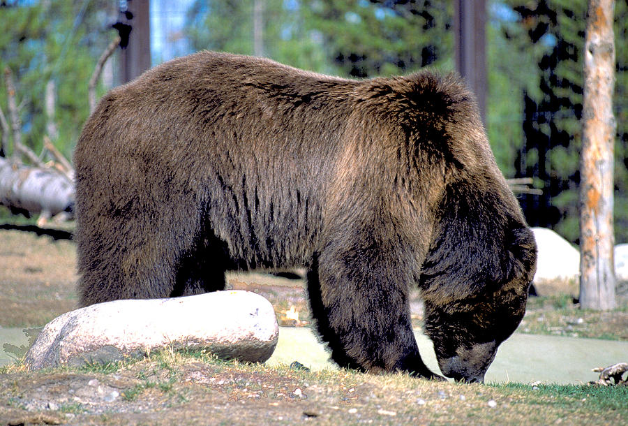 Grizzly Bear in Wyoming Photograph by Carl Purcell - Fine Art America