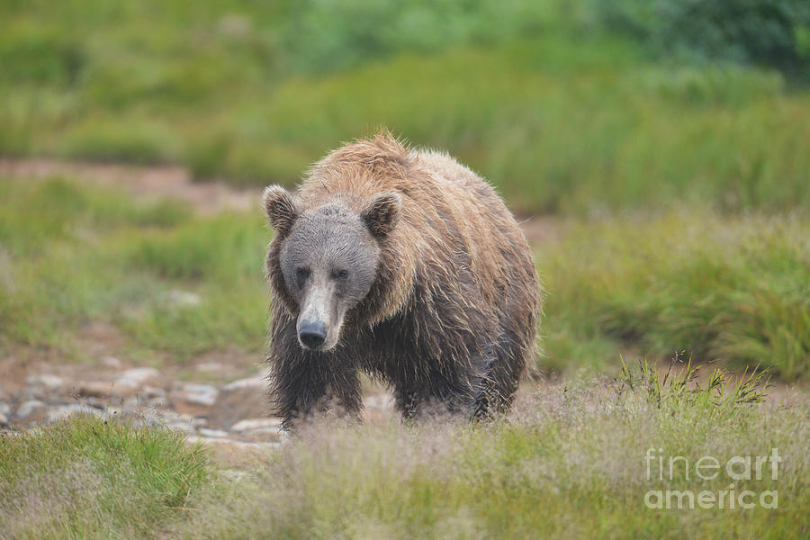 brown bear Katmai Alaska coming down path Photograph by Dan Friend