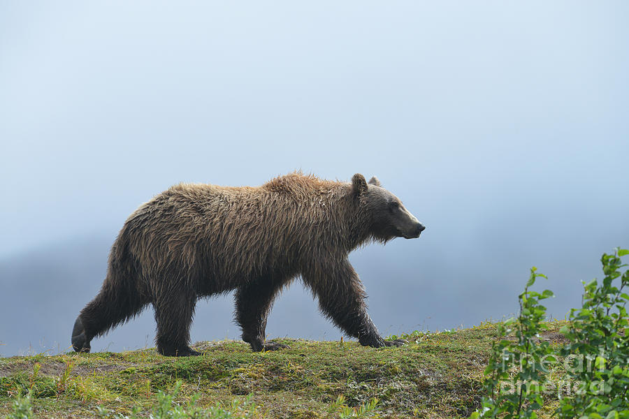 brown bear Katmai Alaska #1 Photograph by Dan Friend