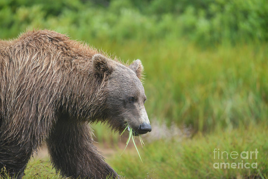 brown bear Katmai Alaska eating grass Photograph by Dan Friend