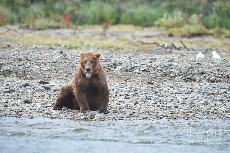 Grizzly bear Katmai Alaska fishing for salmon Photograph by Dan Friend
