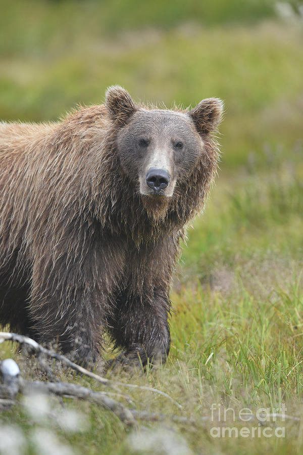 brown bear Katmai Alaska looking  Photograph by Dan Friend