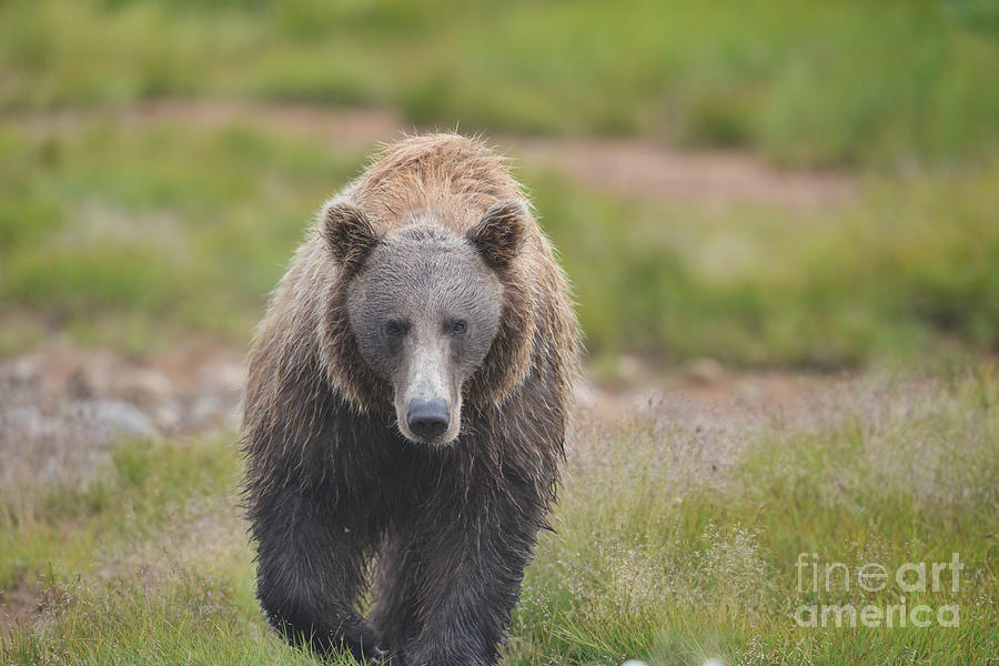 brown bear Katmai Alaska walking  Photograph by Dan Friend