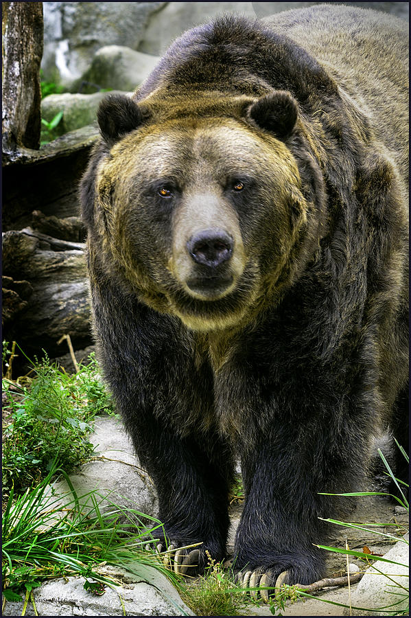 Grizzly Bear Photograph by LeeAnn McLaneGoetz McLaneGoetzStudioLLCcom