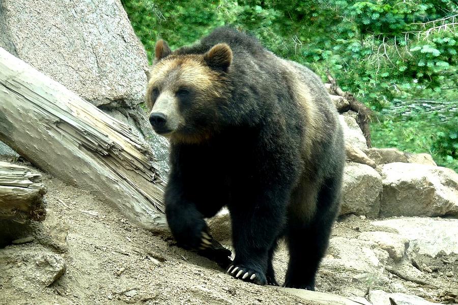 Grizzly Bear Photograph by Marilyn Burton