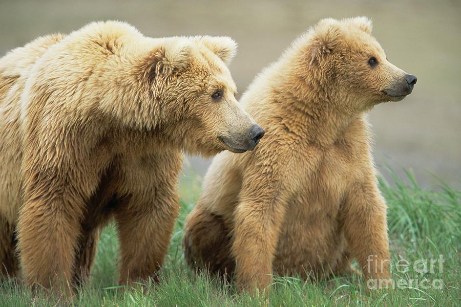Grizzly Bear Mother And Cub  Katmai N P Photograph by Yva Momatiuk John Eastcott