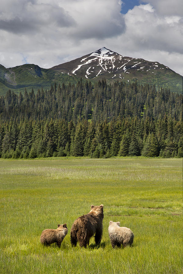 Grizzly Bear Mother And Cubs In Meadow Photograph by Richard Garvey-Williams