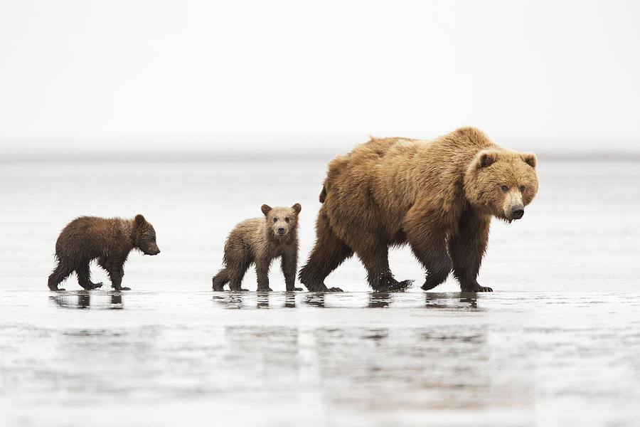 Lake Clark National Park Photograph - Grizzly Bear Mother And Cubs Lake Clark by Richard Garvey-Williams