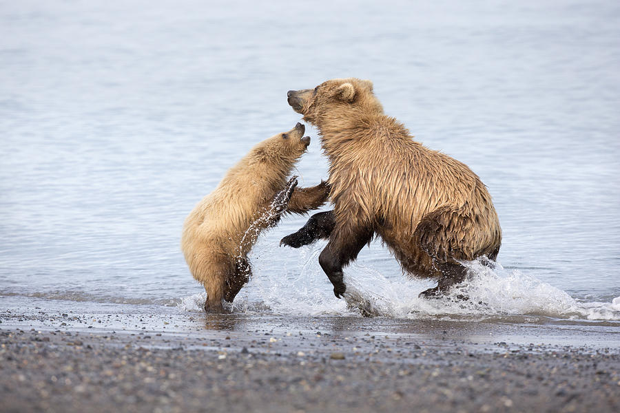 Grizzly Bear Mother Playing Photograph by Richard Garvey-Williams