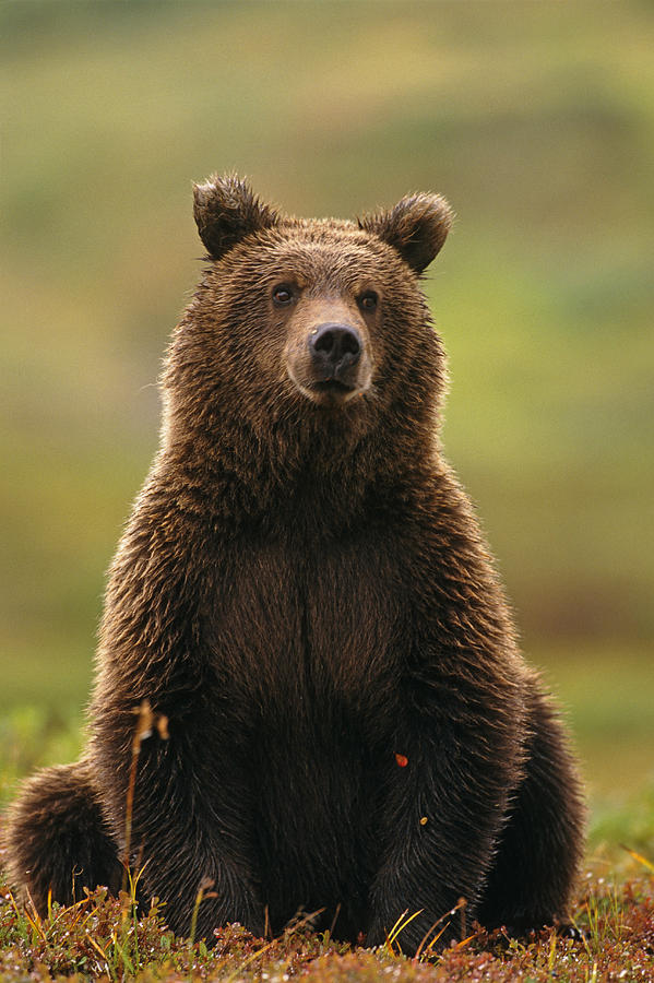 Denali National Park Photograph - Grizzly Bear Near Hwy Pass Denali Natl by Harry Walker