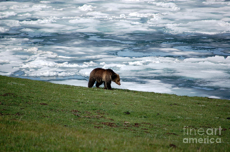 Grizzly Bear on the Shoreline of Frozen Lake Yellowstone Photograph by Shawn OBrien