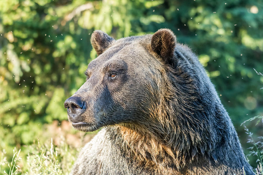 Grizzly Bear Photograph by Pierre Leclerc Photography