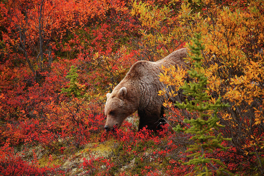 Grizzly Bear Photograph by Piriya Photography
