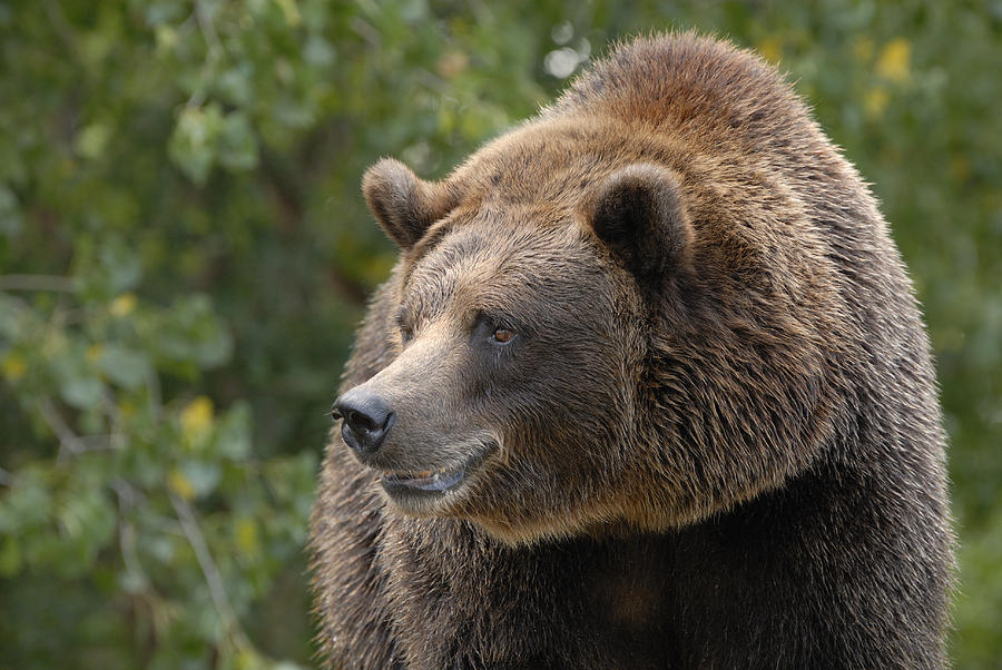 Grizzly Bear Portrait Photograph by David Drew