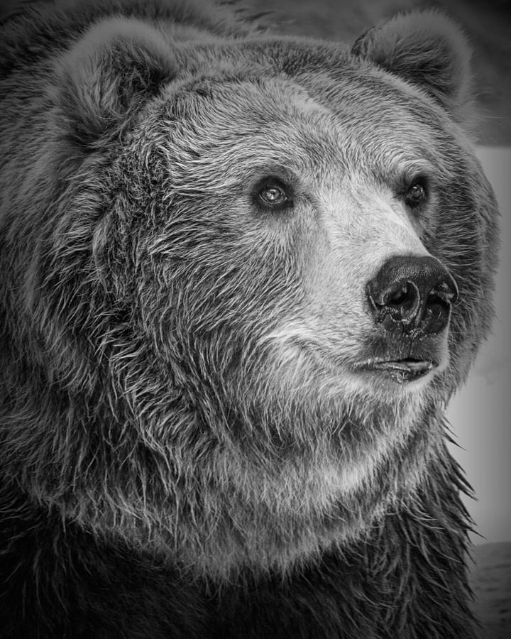 Grizzly Bear Portrait Photograph by Randall Nyhof