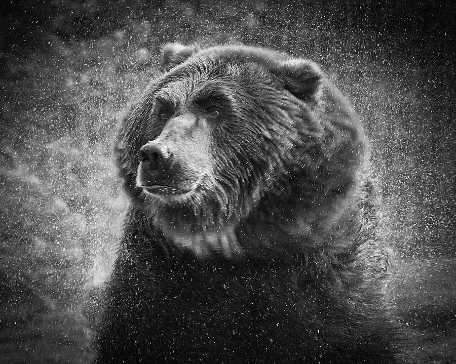 Grizzly Bear Rain Photograph by Steve McKinzie